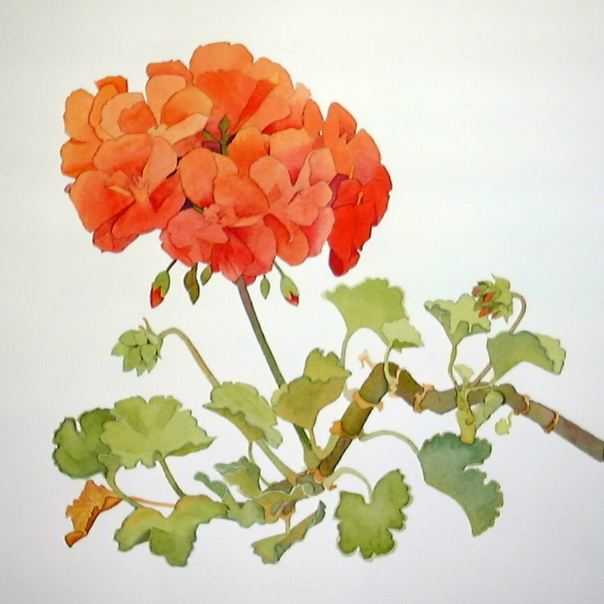 Geranium Two, Watercolor, Lynn Powers, Oregon Art