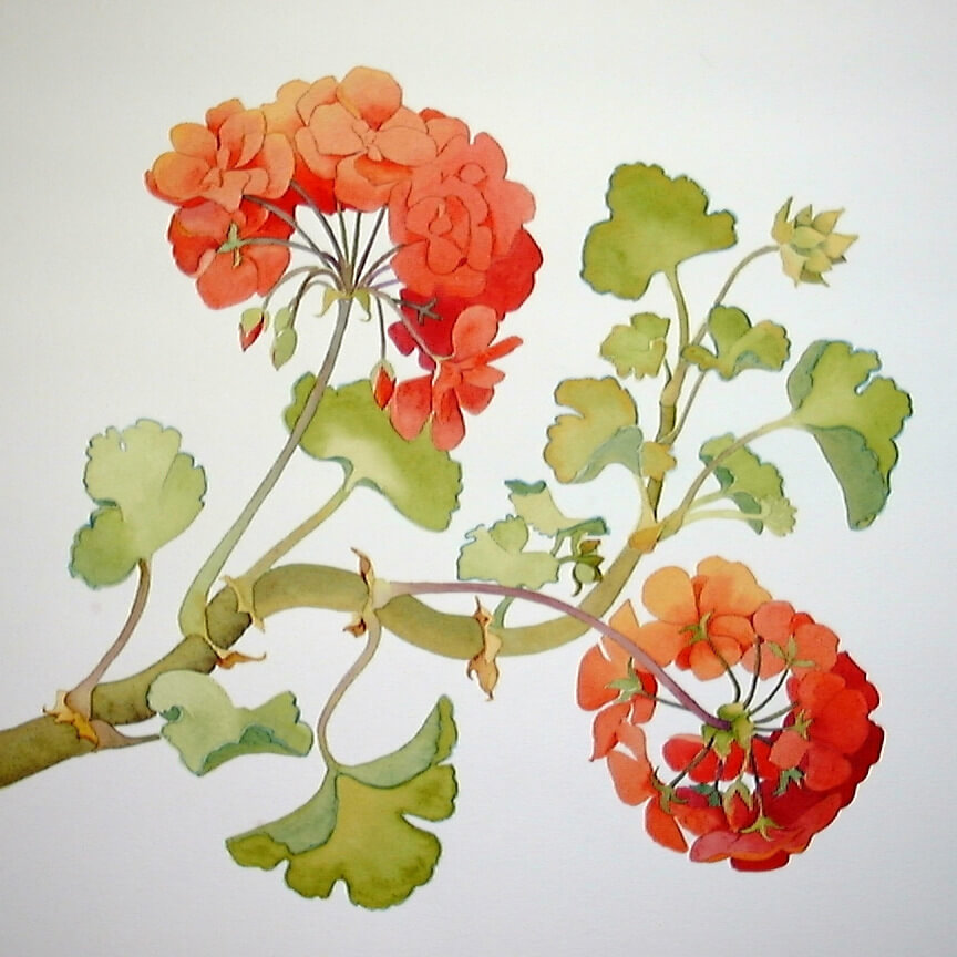 geranium one, Lynne Powers, Oregon Art, Albany, Watercolor